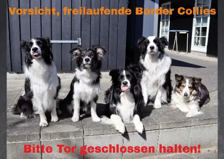 Hunde Warnschild Zutritt verbotenHunde Vorsicht, freilaufende Border Collies Bild
