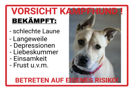 Hunde Warnschild Zutritt verboten Hunde VORSICHT KAMPFHUND Bild