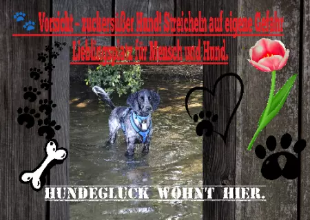 Hunde Warnschild Zutritt verbotenHunde Vorsicht- zuckersüßer Hund! Bild