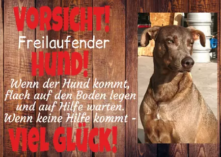 Hunde Warnschild Zutritt verboten Hunde Wenn keine Hilfe kommt, viel Glück! Bild
