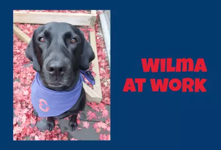 Hunde Warnschild Zutritt verboten Hunde WILMA AT WORK Bild