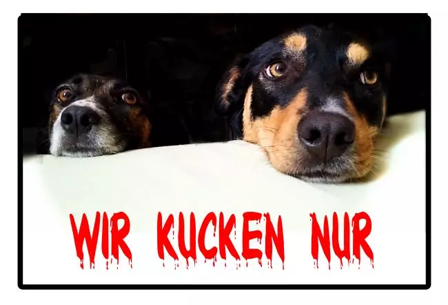 Hunde Warnschild Zutritt verboten Hunde wIR KUCKEN NUR Bild