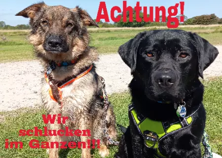 Hunde Warnschild Zutritt verboten Hunde Wir schlucken im Ganzen!! Bild