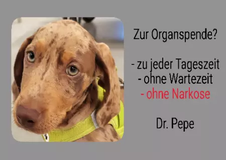 Hunde Warnschild Zutritt verboten Hunde Zur Organspende? Bild